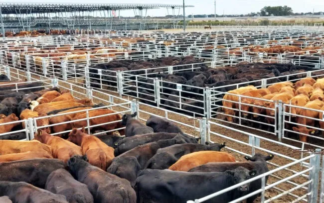 Canuelacorrale650x407ss-e1690989103228