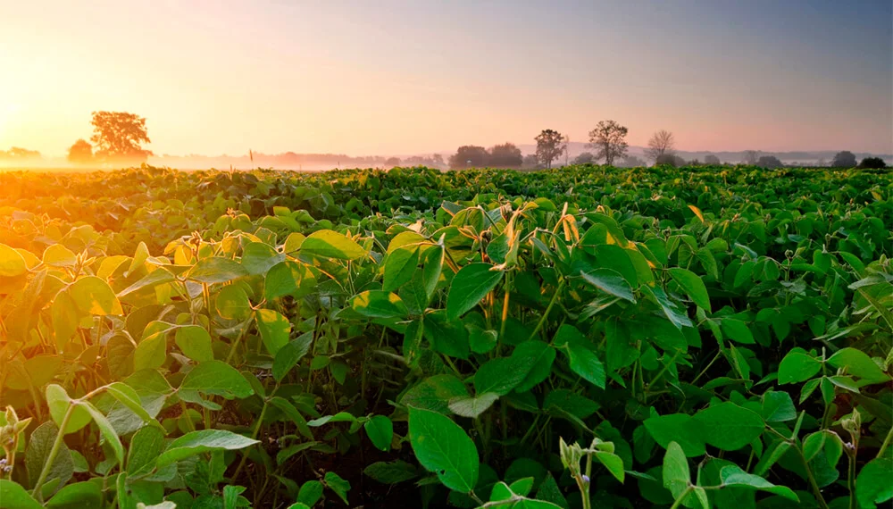 rindes-soja-infocampo